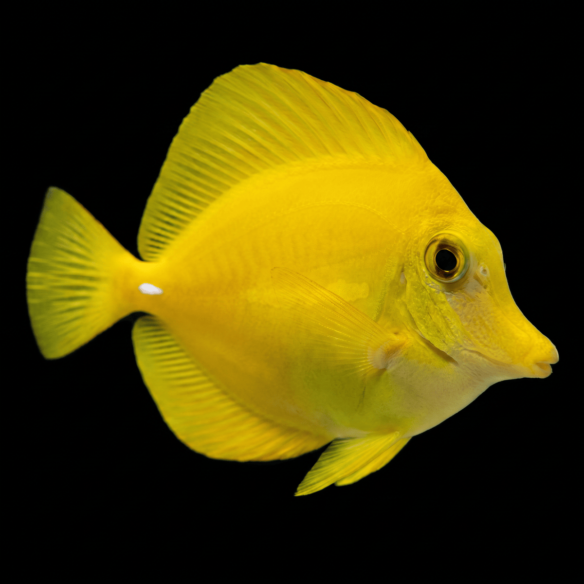 Captive-Bred Yellow Tang