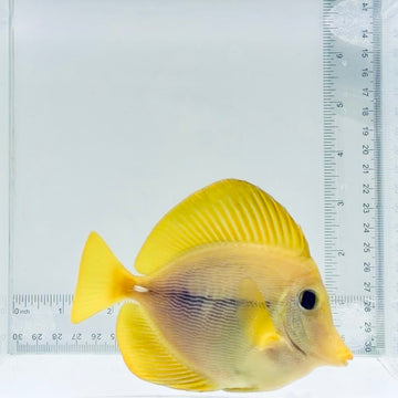 Captive-Bred Yurple Tang