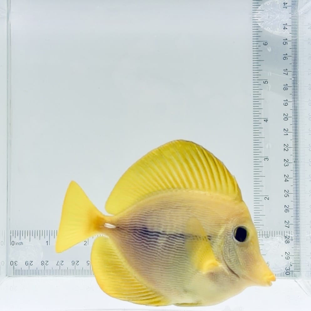 Captive-Bred Yurple Tang