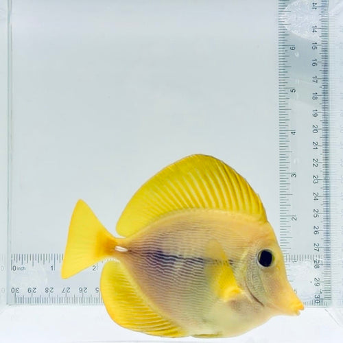 Captive-Bred Yurple Tang