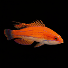 Carpenter Flasher Wrasse