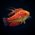 Carpenter Flasher Wrasse