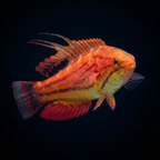 Carpenter Flasher Wrasse