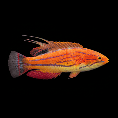 Carpenter Flasher Wrasse - Paracheilinus carpenteri