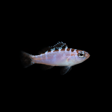 Chalk Basslet