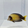 Chocolate Mimic Tang — Acanthurus pyroferus