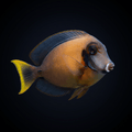 Chocolate (Yellow Mimic) Tang