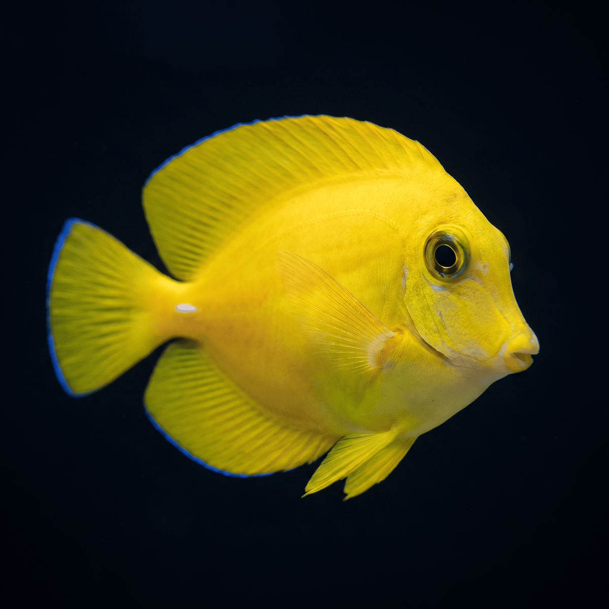 Chocolate (Yellow Mimic) Tang - Fiji