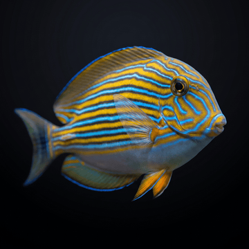 Clown Tang