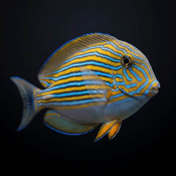Clown Tang