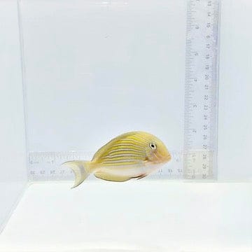 Clown Tang — Acanthurus lineatus