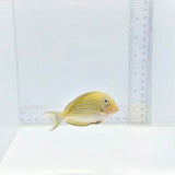 Clown Tang — Acanthurus lineatus