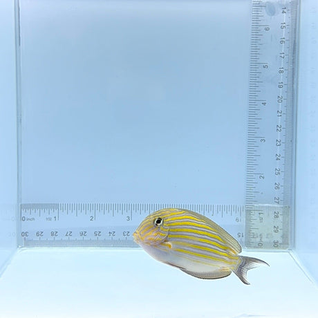 Clown Tang — Acanthurus lineatus