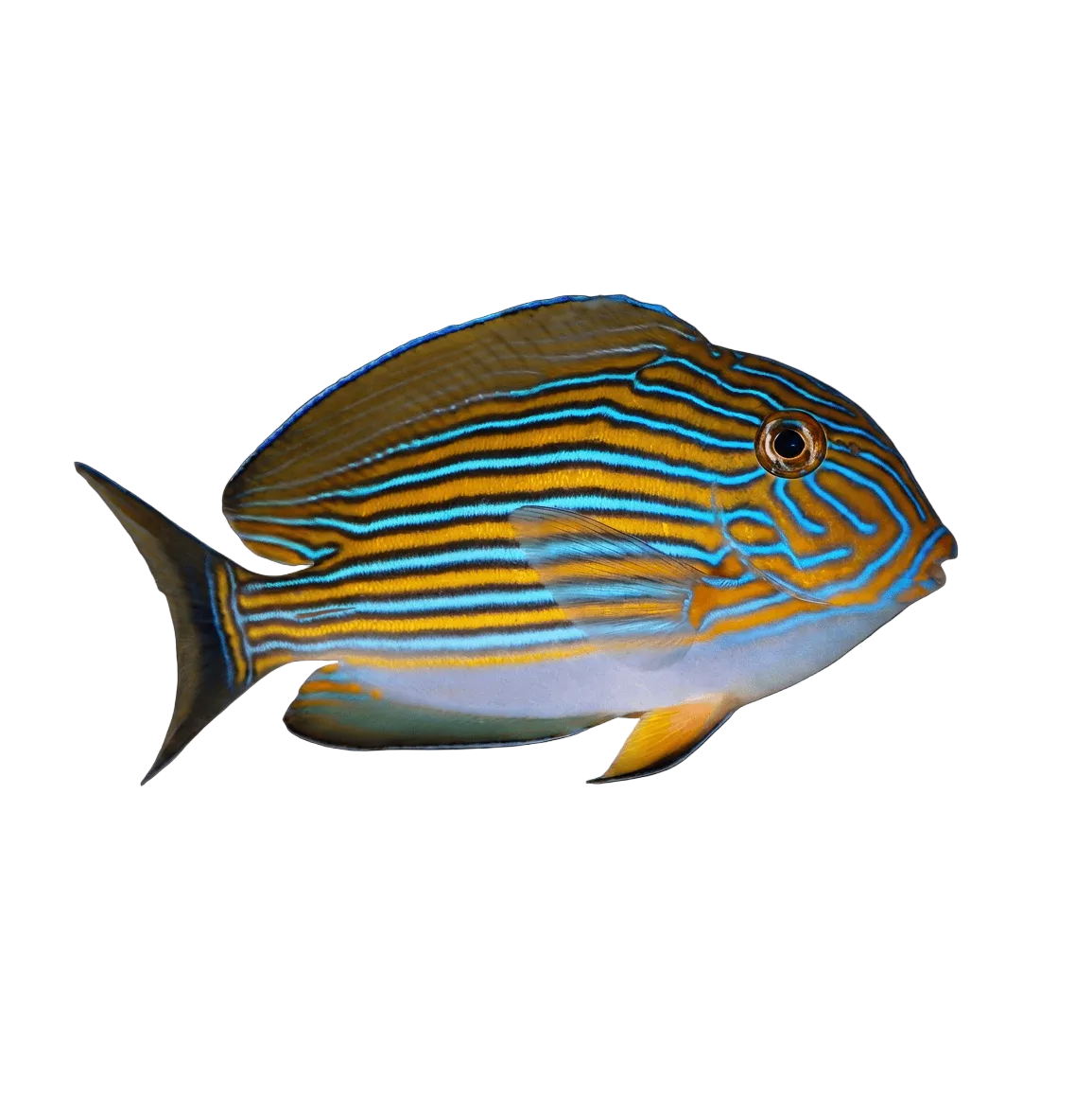 Clown Tang -  Acanthurus lineatus