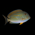 Clown Tang -  Acanthurus lineatus