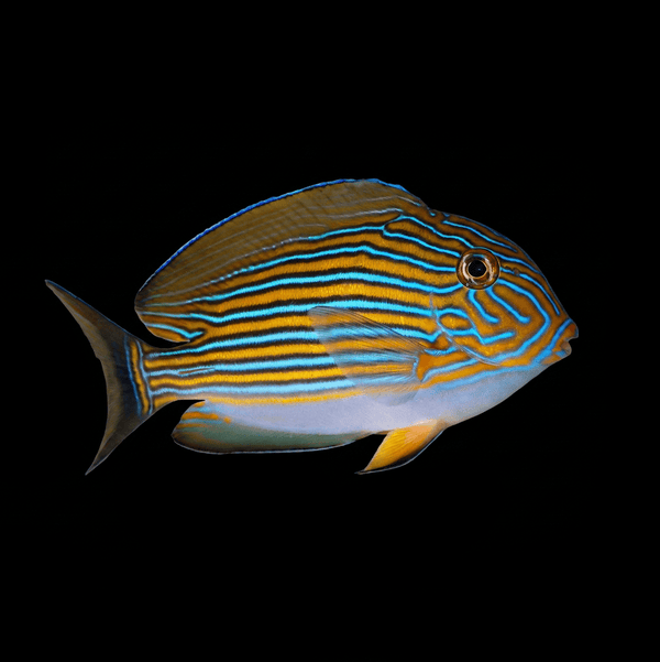 Clown Tang -  Acanthurus lineatus