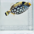 Clown Triggerfish
