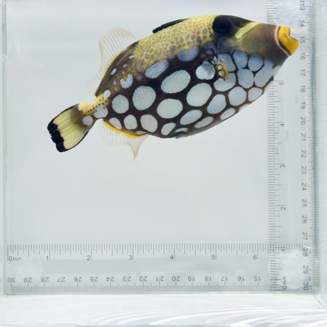 Clown Triggerfish