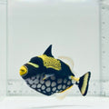Clown Triggerfish