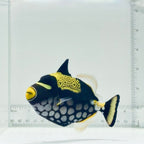 Clown Triggerfish