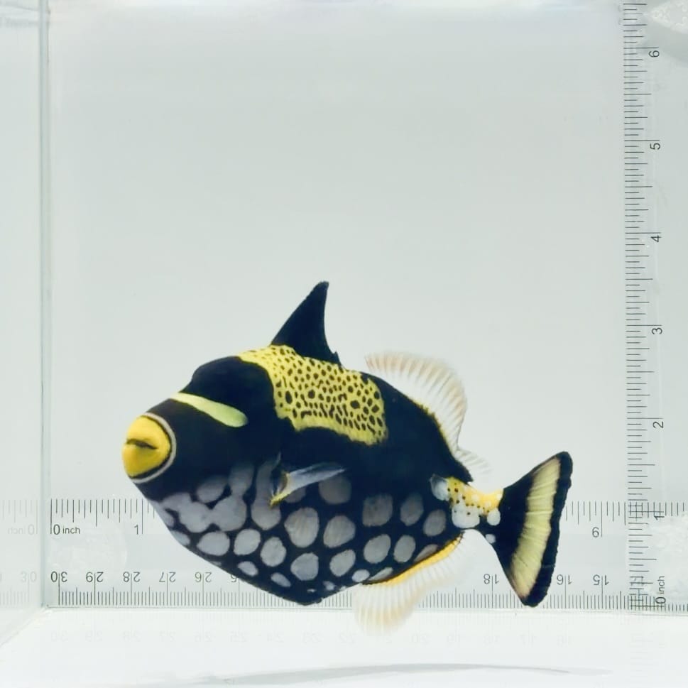 Clown Triggerfish