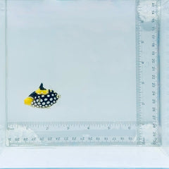 Clown Triggerfish