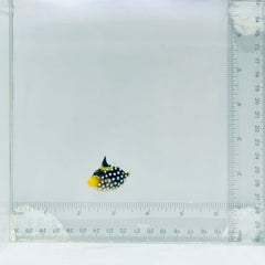 Clown Triggerfish