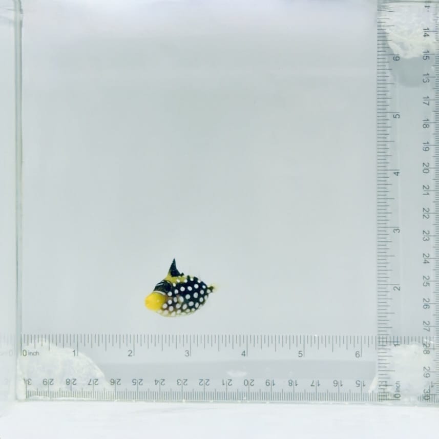 Clown Triggerfish