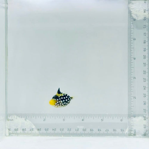Clown Triggerfish