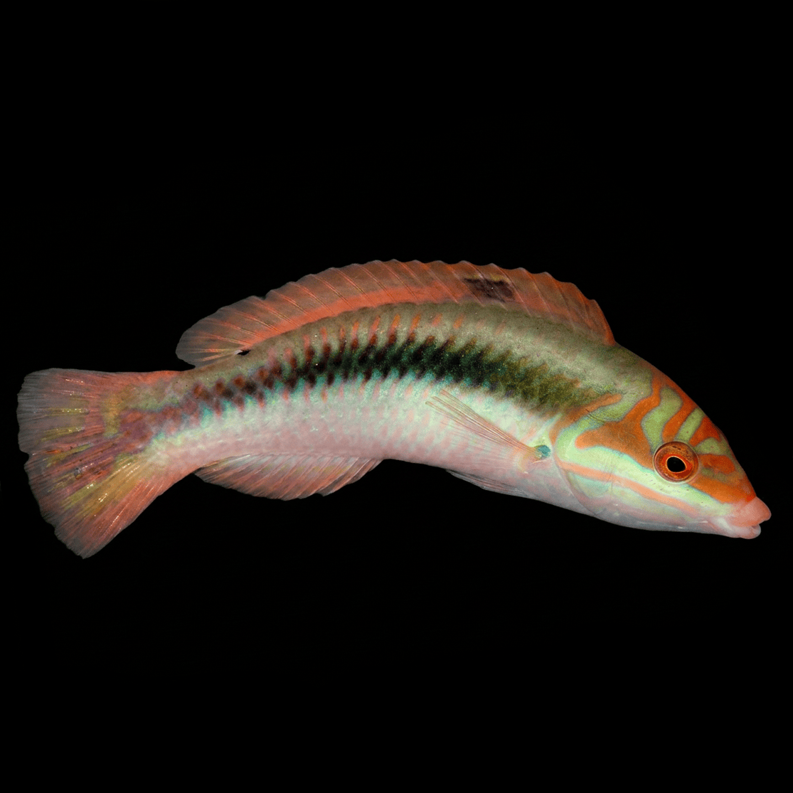 Clown Wrasse - Halichoeres maculipinna Large