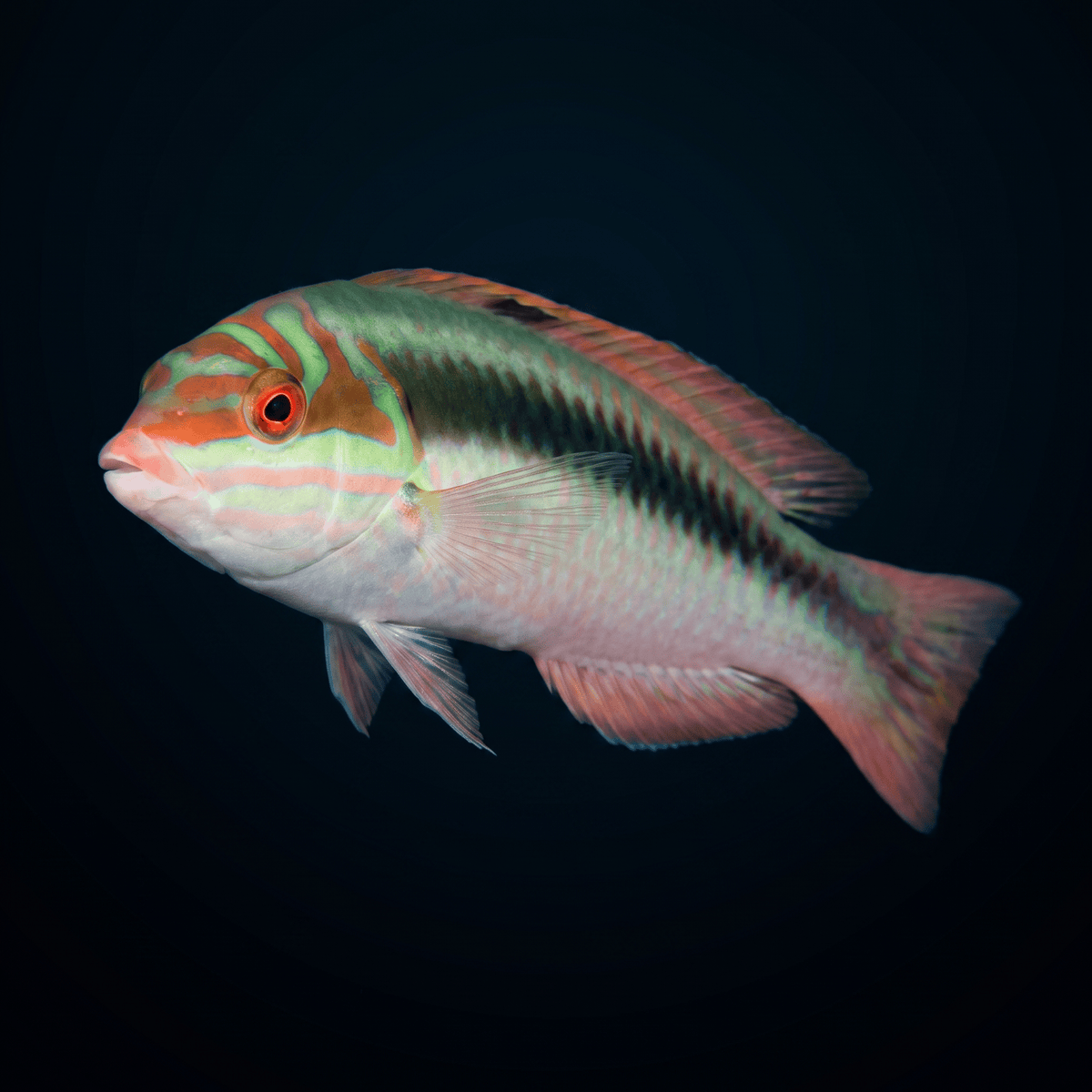 Clown Wrasse Large