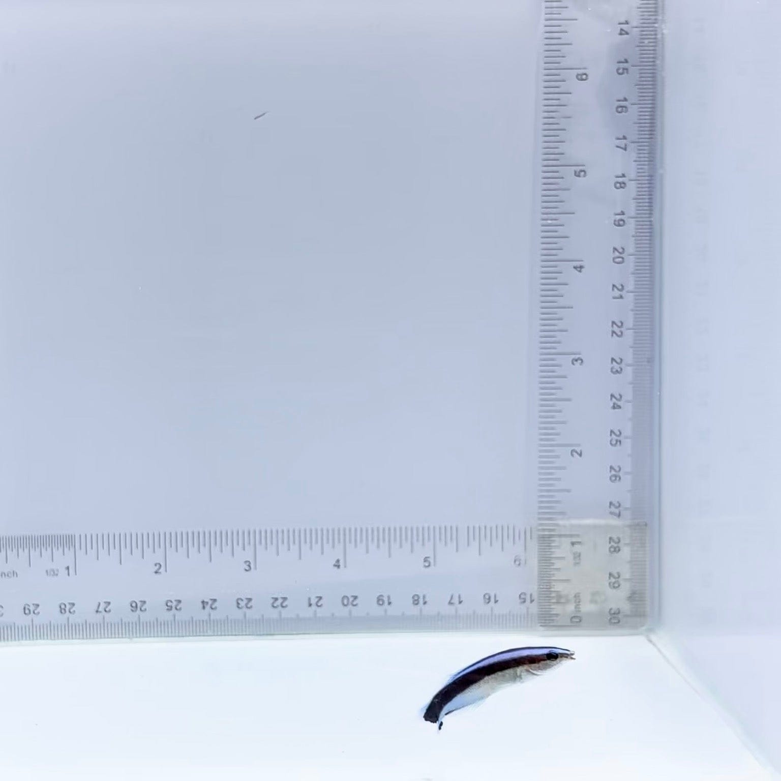Common Cleaner Wrasse - Labroides dimidiatus – Top Shelf Aquatics