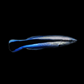 Common Cleaner Wrasse