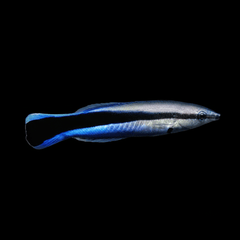 Common Cleaner Wrasse