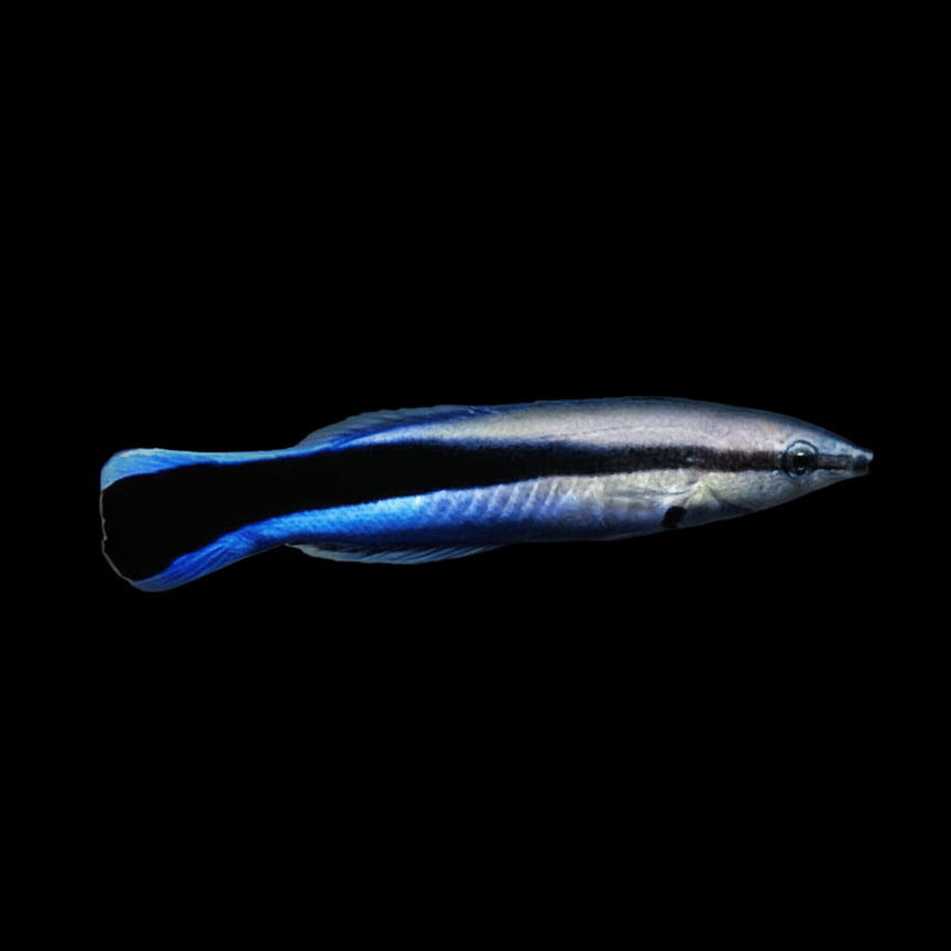 Common Cleaner Wrasse - Labroides dimidiatus