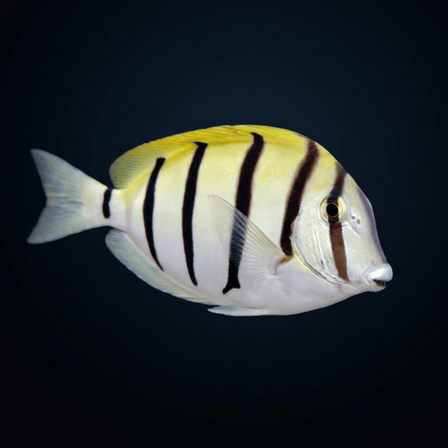Convict Tang - Fiji