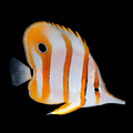 Copperband Butterfly - Chelmon rostratus