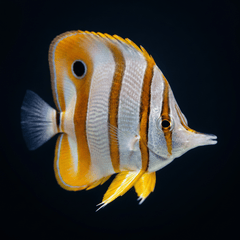 Copperband Butterflyfish