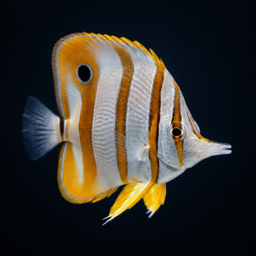 Copperband Butterflyfish