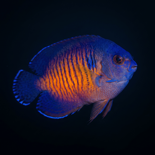 Coral Beauty Angel
