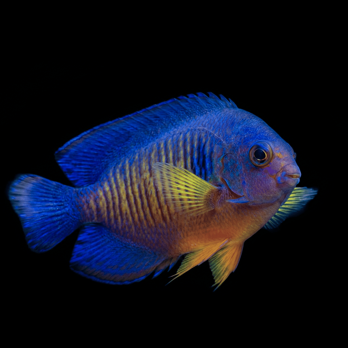 Coral Beauty Angel - Centropyge bispinosa