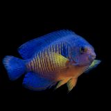 Coral Beauty Angel - Centropyge bispinosa