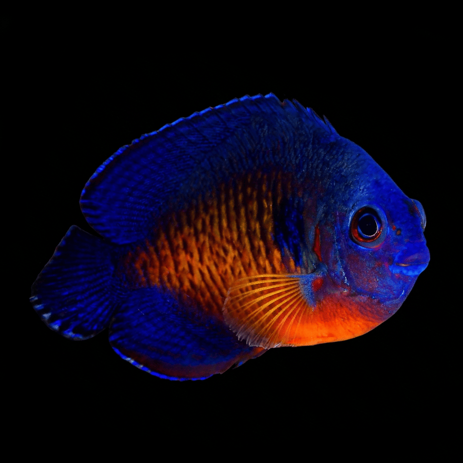 Coral Beauty Angel - Centropyge bispinosa