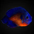 Coral Beauty Angel - Centropyge bispinosa