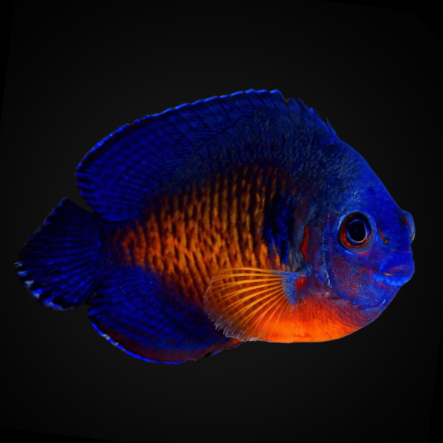 Coral Beauty Angel - Centropyge bispinosa