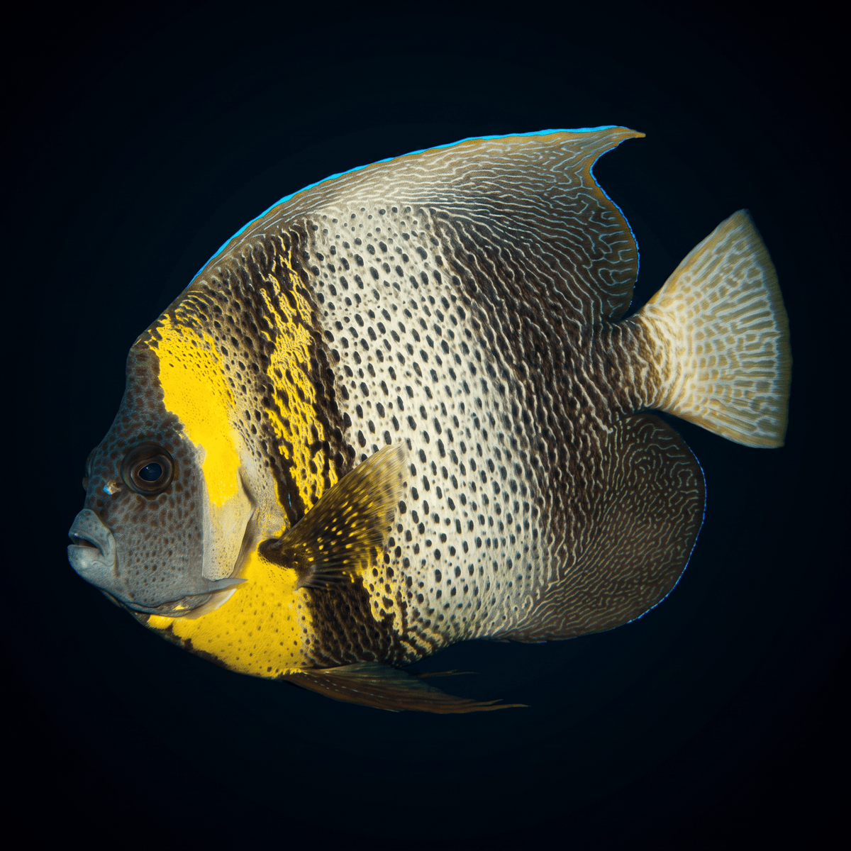 Cortez Angelfish - Adult