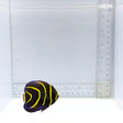 Cortez Angelfish — Juvenile — Pomacanthus zonipectus