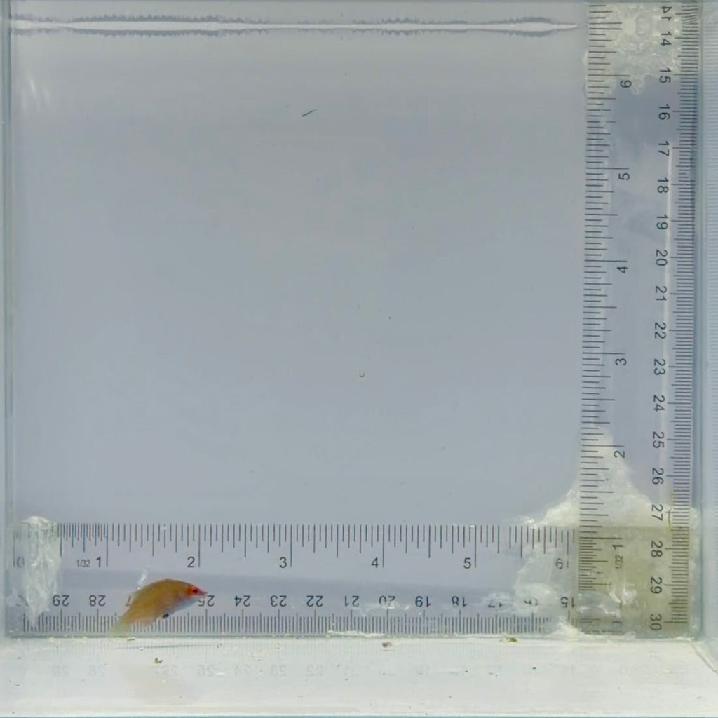 Cryptic Six Line Wrasse