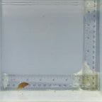 Cryptic Six Line Wrasse