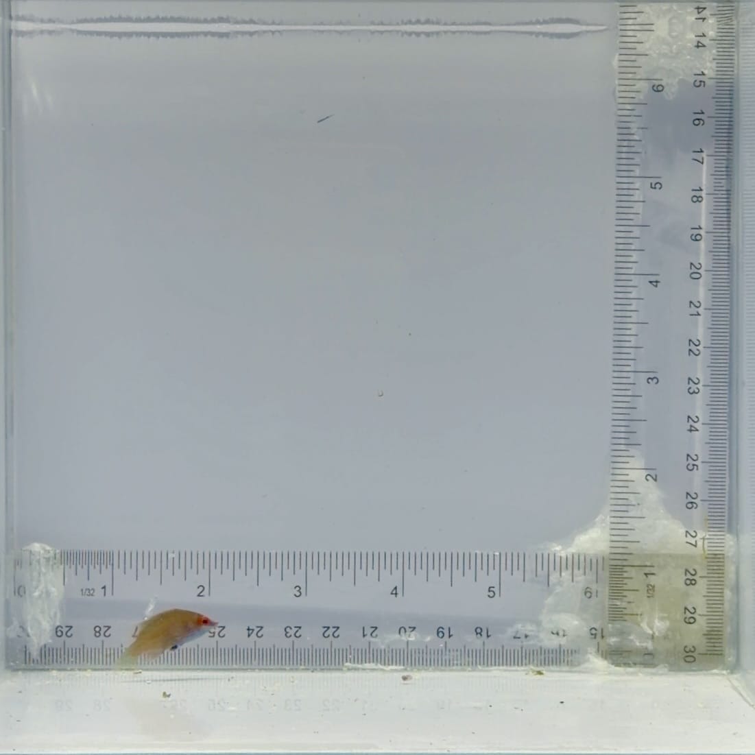 Cryptic Six Line Wrasse